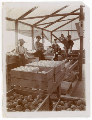 THE PACKINGHOUSE