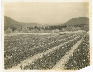 SALMON ARM CAL SCOTT'S TULIP FARM, SALMON ARM BC