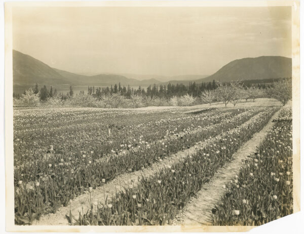 CAL SCOTT'S TULIP FARM, SALMON ARM BC